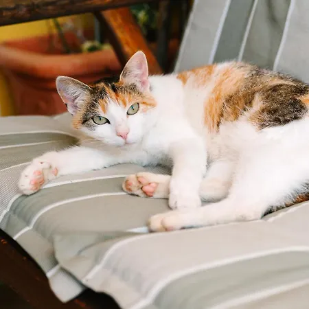 Urlaub Am Zechnerhof Apartment Straßburg in Kärnten